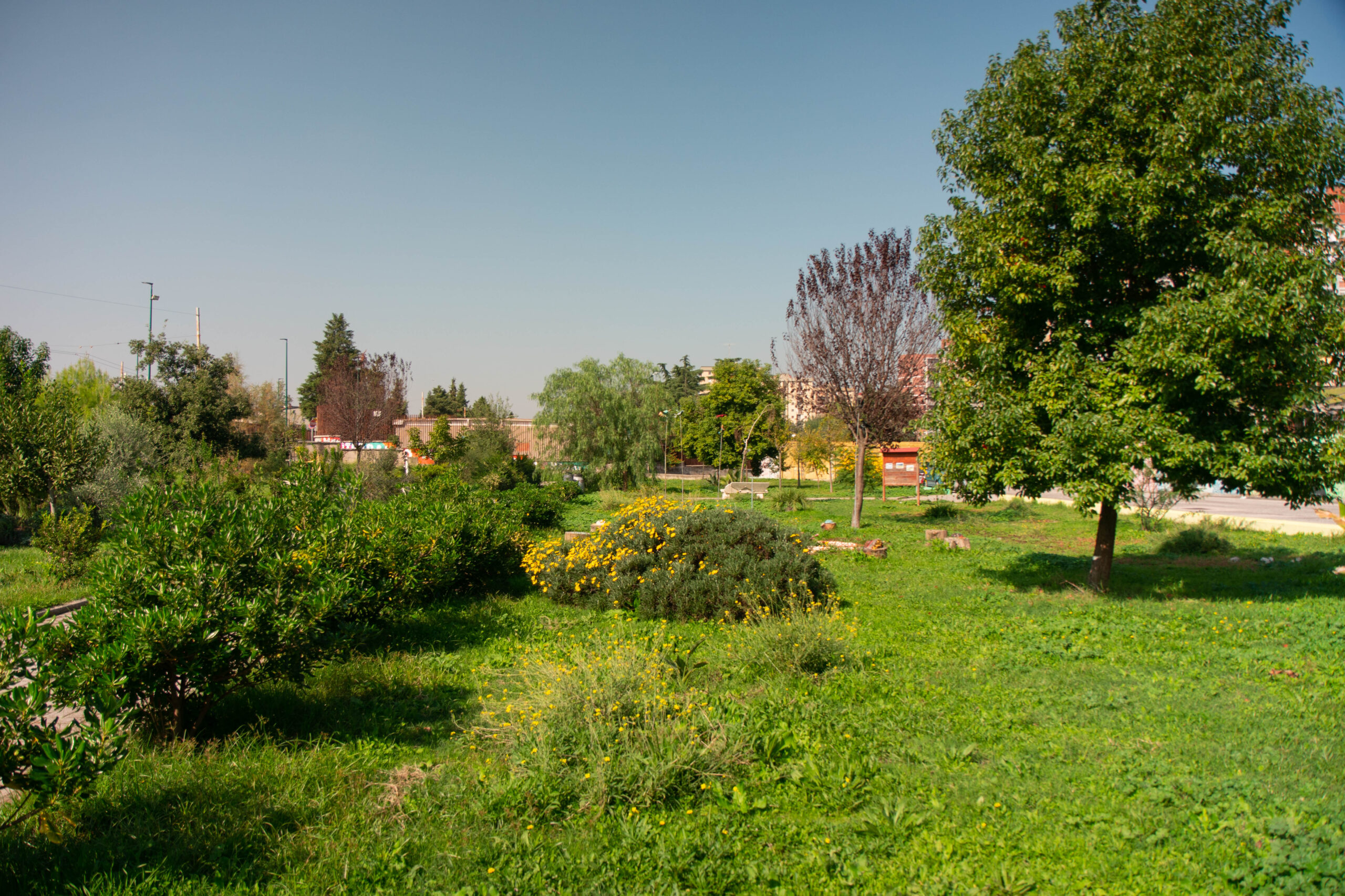 DSC05279 (1)